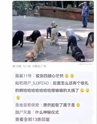 狗狗军团神秘集合敬礼仪式梗图 梗图网 | AI梗图搜索引擎与百科