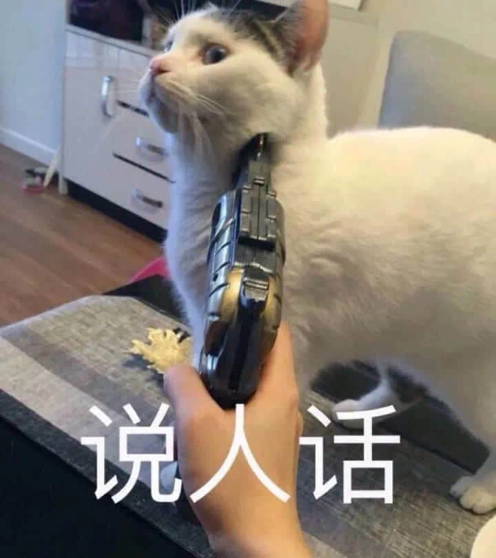 猫咪被玩具枪指着要求说人话