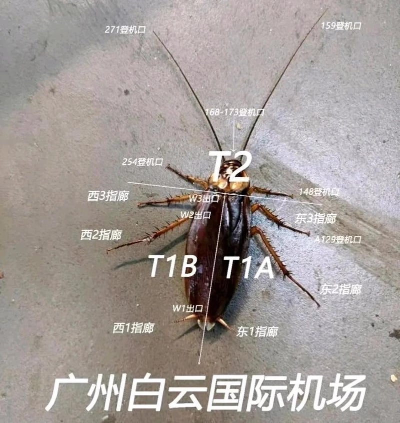 蟑螂
