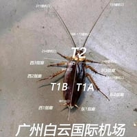 蟑螂