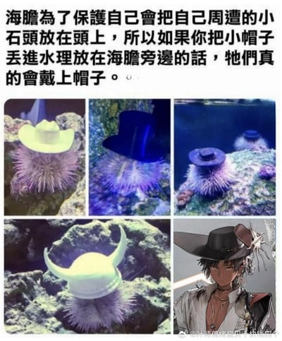这是一张趣味拼贴图，上方文字说明海胆的生物习性：海胆会收集周遭小石头来保护自己，所以给它们放置迷你帽子时，它们会像“戴上”帽子一样把帽子顶在身上。图中展示了三张真实海胆的照片，分别戴着迷你牛仔帽、高顶礼帽、宽檐小礼帽；右下角是一张AI生成的拟人化海胆形象，戴着宽檐帽，手持光剑，把可爱的海洋生物习性转化为趣味脑洞内容，没有双关或谐音梗。