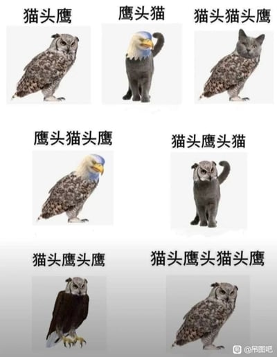 这是一张由7张静态P图组成的多图拼接作品，创作者将猫头鹰、家猫、白头海雕的头部与身体进行交叉拼接组合，并为每个合成的“新生物”搭配了贴合拼接部位的命名，分别是：猫头鹰（原版猫头鹰）、鹰头猫（白头海雕头部+家猫身体）、猫头猫头鹰（家猫头部+猫头鹰身体）、鹰头猫头鹰（白头海雕头部+猫头鹰身体）、猫头鹰头猫（猫头鹰头部+家猫身体）、猫头鹰头鹰（猫头鹰头部+白头海雕身体）、猫头鹰头猫头鹰（原版猫头鹰，用重复命名玩梗）。通过视觉上的荒诞拼接和文字命名的呼应，制造出滑稽搞笑的效果，属于网络上流行的荒诞生物合成类梗图。