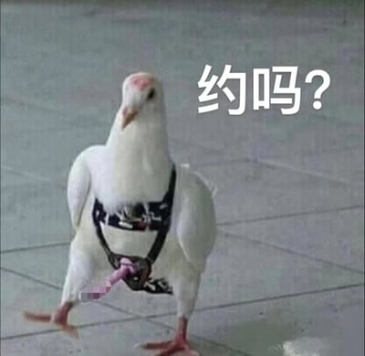 一只白色鸽子站在地面上，身上似乎佩戴着某种装备或束缚物。鸽子表情看起来有些疑惑，图片右侧配有醒目的文字"约吗?"。这张图片利用了中文里的谐音梗 - "鸽子"在网络用语中常被用来表示"放鸽子"(即爽约、失约的意思)，所以一只鸽子问"约吗?"就形成了幽默的反差效果。