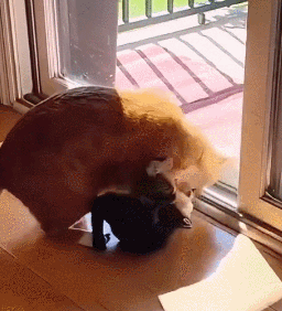 这是一段记录猫咪互动的动态GIF，画面中一只橘色猫咪起初站在室内靠近玻璃门的位置，专注地看向门外方向，随后毫无预兆地直接坐下，完全没注意到身下正躺着一只灰色猫咪，结结实实地坐在了灰猫身上。被压住的灰猫瞬间被压得摊开身体，最后橘猫低头看向被自己压住的同伴，整个过程充满了无厘头的搞笑感，生动展现了宠物间随性又有趣的日常互动。