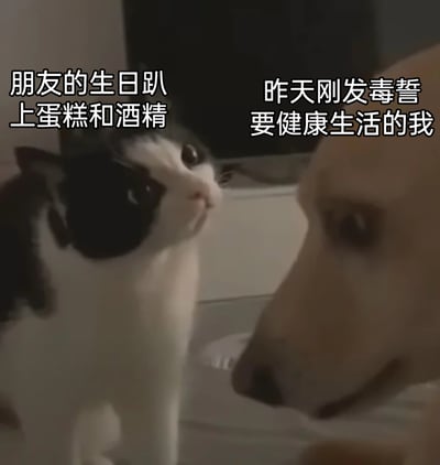 这是一张文字加注的动物表情包，画面中黑白花色的猫抬头注视着对面的浅色狗，猫上方配文“朋友的生日趴 上蛋糕和酒精”，代表充满诱惑的聚会；狗上方配文“昨天刚发毒誓 要健康生活的我”，代表立下自律誓言的自己。猫的眼神带着期待感，充满诱惑，而狗的眼神则满是纠结与动摇，精准还原了人们在立下自律flag后，面对美食、聚会诱惑时的矛盾心态，非常贴合日常的生活场景，容易引发大众共鸣，用来调侃自己的“真香”时刻。