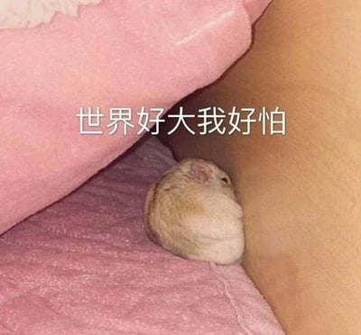一只浅色仓鼠蜷缩在粉色毯子的角落，身体团成一个小球，显得格外娇小。图片上方叠加白色文字'世界好大我好怕'，生动表达了仓鼠面对广阔环境时的胆怯与不安。整体画面温馨又带点可爱的脆弱感，仓鼠的姿态和文字完美契合，引发观者共鸣。