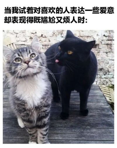 图片上方配有文字“当我试着对喜欢的人表达一些爱意却表现得既尴尬又烦人时：”，下方是两只猫的互动场景。左侧灰白相间的虎斑猫睁大眼睛、耳朵竖起，抬头看向斜上方，表情透露出明显的惊讶与不知所措；右侧纯黑色的猫则伸出舌头，正亲昵地舔向虎斑猫的脸颊，动作显得热情但可能让对方感到些许不适。整体通过猫咪间略显“冒犯”的亲昵互动，幽默比喻了人们在向心仪对象表达爱意时，因紧张或方式不当而陷入尴尬、甚至让对方觉得烦人的真实状态，画面生动有趣，极易引发共鸣。