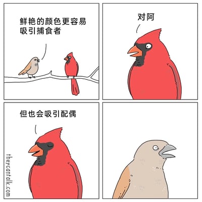 这是一幅四格拟人化动物漫画，第一格中浅棕色小鸟站在树枝上，向一旁的红色主红雀说道“鲜艳的颜色更容易吸引捕食者”；第二格是红色主红雀的特写，它认同地回应“对阿”；第三格红色主红雀闭眼露出得意的神情，补充道“但也会吸引配偶”；第四格中浅棕色小鸟瞪大双眼、张开嘴巴，露出极为震惊的表情，似乎突然领悟了其中的内涵。漫画以幽默的拟人对话，展现了动物在自然选择里，鲜艳体色同时存在的生存风险与繁殖优势，兼具科普性与趣味性。