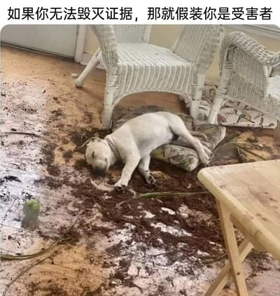 这张静态图展示了一只浅色狗狗闯祸后的滑稽场景：它将室内地板弄得满是泥土、植物残枝，明显是它拆家搞破坏的结果，但它却四仰八叉地趴在混乱的地面上，脑袋埋进泥土里，摆出一副“自己是受害者”的晕倒姿态。图片上方配有文字“如果你无法毁灭证据，那就假装你是受害者”，将狗狗的伪装行为拟人化，用幽默的方式调侃宠物闯祸后的小聪明，让整个场景充满笑点，十分生动地展现了宠物的有趣日常。