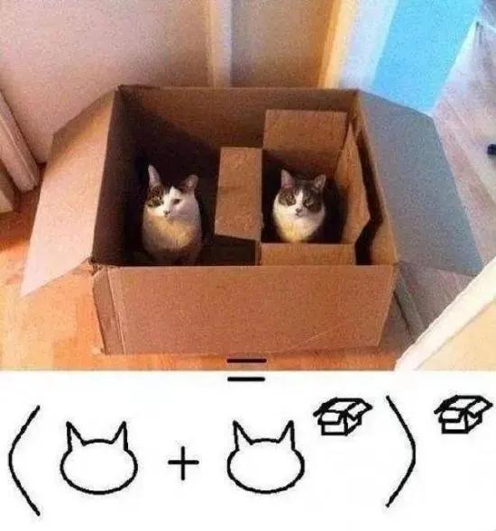 白棕猫咪