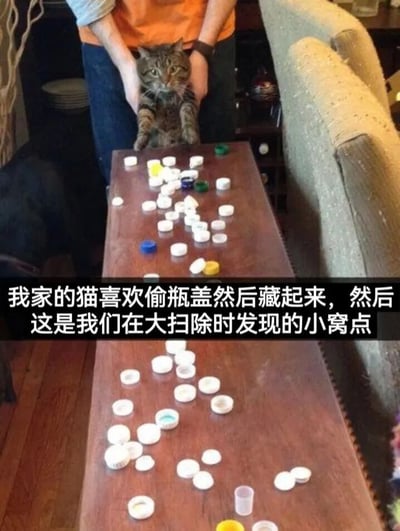上下对比图展示了一只虎斑猫和它偷藏的瓶盖。上图中一人双手托着表情略显警惕的猫咪，下方茶几上散落着数十个各种颜色的塑料瓶盖；下图为同一茶几，展示了猫咪收集的瓶盖被整齐排列后的样子。配文揭示这是主人大扫除时发现的猫咪秘密藏宝地。