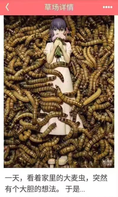 图片中展示了一个穿着白色连衣裙、紫色头发的少女手办，她双手捧着一束粉色小花，站立在大量蠕动的大麦虫（黄粉虫幼虫）之中。顶部有红色标题栏写着'草场详情'，底部配有文字说明：'一天，看着家里的大麦虫，突然有个大胆的想法。于是...'，暗示这是某人将手办与大麦虫创意组合的作品。右下角有'闲鱼 白菜'的水印。