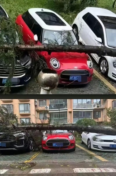 这是一组上下对比的实拍场景图：<br>上图呈现出强烈的视觉错位效果，一棵倒伏的大树看起来重重压在红色MINI的车头，旁边的黑色、白色车辆也似乎被波及，让人以为车辆被树砸损；<br>下图则还原了真实场景，大树实际是架在左侧黑色车辆和路边金属球立柱之间，红色MINI完全没有被树碰到，只是拍摄角度造成的视觉错觉，上演了一场虚惊。