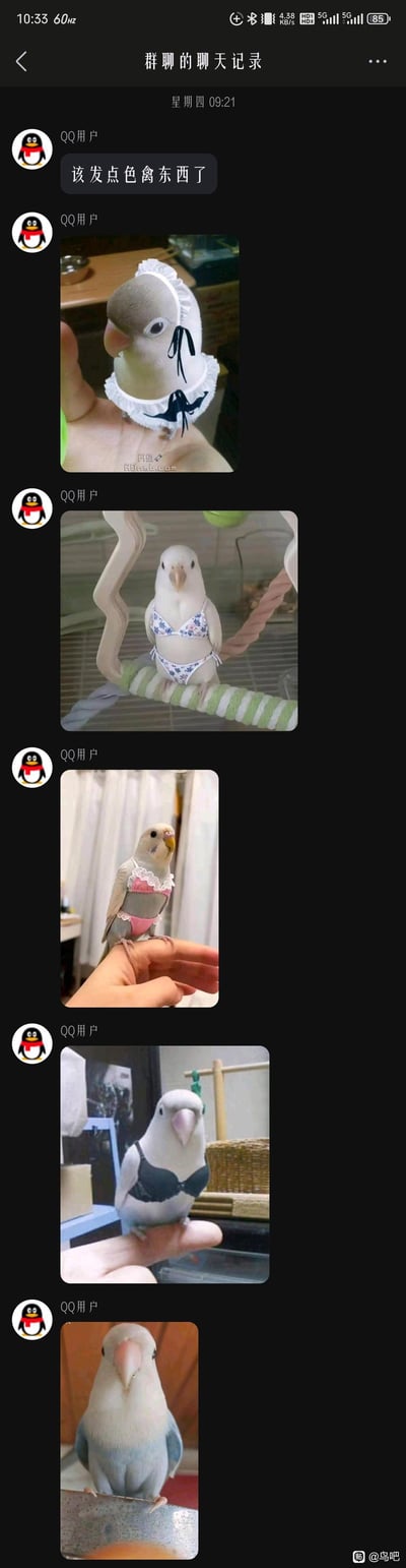 这是一张QQ群聊的截图，群内成员先发言“该发点色禽东西了”，随后连发五张趣味图片：<br>1. 一只灰头鹦鹉被戴上女仆风格的白色蕾丝颈饰；<br>2. 一只白色鹦鹉穿着碎花比基尼站在站杆上；<br>3. 一只虎皮鹦鹉穿着粉色蕾丝内衣站在人的手指上；<br>4. 一只白色鹦鹉穿着黑色内衣站在人的手上；<br>5. 一只白蓝配色的鹦鹉未穿服饰站在台面上。<br>这里玩了谐音梗：“色禽”是“色情”的谐音，用鸟类（禽）搭配拟人化的性感服饰制造反差，带来搞笑的效果。