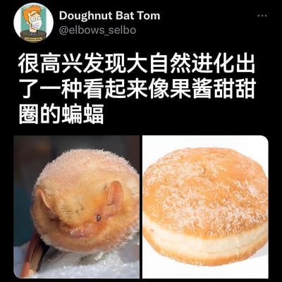 这是一张社交媒体截图，用户Doughnut Bat Tom分享了一张趣味对比图。左侧是一只蜷缩的蝙蝠，其毛茸茸的橙黄色身体和圆润外形看起来酷似右侧撒了糖粉的果酱甜甜圈，配文“很高兴发现大自然进化出了一种看起来像果酱甜甜圈的蝙蝠”，通过动物与食物的外形相似性制造幽默效果。