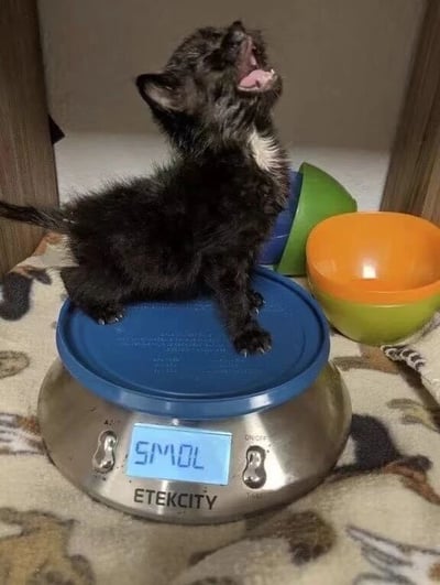 一只黑色带白色胸毛的小奶猫站在蓝色盖子的ETEKCITY电子体重秤上，仰头张嘴，露出粉嫩的舌头，似乎在发出奶声奶气的叫声。体重秤的显示屏被趣味修改为“SMOL”（网络流行词，意为“超小只、超可爱”），完美呼应小猫迷你的体型。秤的周围摆放着绿色和橙色的宠物碗，背景是铺着花纹毯子的室内场景，整体氛围温馨治愈。这张图通过修改体重秤读数，用幽默方式突出小猫的“娇小”特质，没有双关或暗示，纯粹展现萌宠的可爱瞬间。