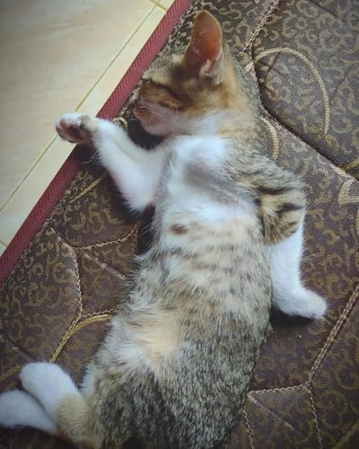 一只毛色为棕白相间的小奶猫正四仰八叉地躺在带有金色花纹的棕色坐垫上熟睡。小猫肚子朝上，露出雪白的肚皮，一只前爪微微抬起，耳朵自然竖起，表情十分放松惬意。背景可见浅色瓷砖地板，整体画面温馨治愈，展现了猫咪熟睡时的可爱姿态。