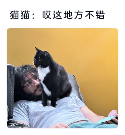 图中一位戴眼镜、留着胡须和长发的男士躺在椅子上，一只黑白花色的奶牛猫稳稳站在他的胸口位置，猫咪神态放松，似乎对这个“落脚点”十分满意。图片上方配文“猫猫：哎这地方不错”，生动地拟人化表达出猫咪的想法，呈现出宠物与主人日常相处中有趣又温馨的一幕，充满生活趣味。