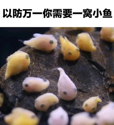 图片上方有黑色加粗文字'以防万一你需要一窝小鱼'，下方是一群颜色粉嫩的小鱼，包括黄色和粉色，它们体型小巧，眼睛圆圆的，聚集在深色的岩石上，整体画面可爱治愈。