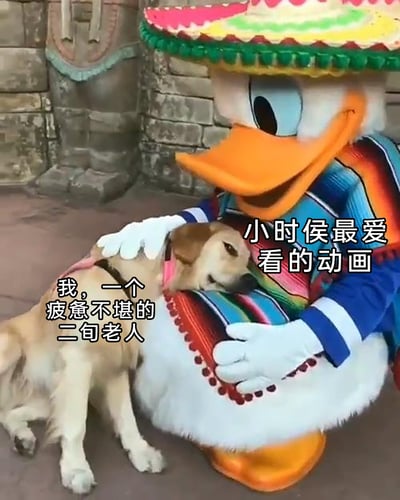 这是一张经过文字改编的实拍照片，场景位于迪士尼主题乐园内：身着墨西哥风格彩色服饰、戴着宽边草帽的唐老鸭卡通人偶，正温柔地用双手环抱着一只金毛狗狗，手掌轻放在狗狗背上安抚它；金毛狗狗一脸疲惫，半眯着眼睛，将头靠在唐老鸭的怀里，呈现出困倦休息的状态。图中添加了两段文字，金毛狗狗旁配文“我，一个疲惫不堪的二旬老人”，唐老鸭旁配文“小时侯最爱看的动画”，用“二旬老人”调侃二十多岁却被生活工作消磨得疲惫不堪的年轻人，将当代打工人的疲惫状态与童年喜爱的经典动画角色结合，既戳中了年轻人的疲惫情绪，又唤起了童年的温馨回忆，画面兼具治愈感与共鸣感。