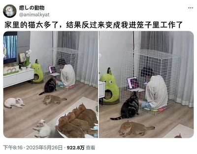 社交媒体帖子截图，展示了一个有趣的场景：因为家里猫咪太多，主人反而被“关”进了一个金属笼子里使用笔记本电脑工作，而多只猫咪则在笼子外的房间里自由活动。这种角色反转创造了幽默效果，展现了猫咪在家中“掌权”的有趣日常。