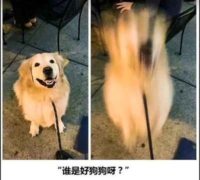 这是一张左右对比的宠物梗图，左侧是一只金毛犬安静坐着抬头微笑的样子，右侧是听到'谁是好狗狗呀？'的提问后，尾巴快速摇摆导致身体模糊的搞笑画面。通过前后状态的强烈反差，展现了狗狗听到夸奖后的激动反应，充满可爱和趣味性。
