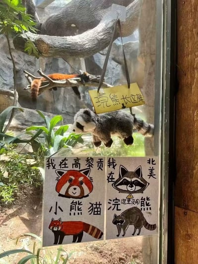 这是动物园小熊猫展区的科普场景：玻璃展柜内，一只真实的小熊猫正趴在树枝上休息；展柜玻璃外悬挂着浣熊毛绒玩具，搭配黄色标牌写着“浣熊长这样”，箭头指向毛绒玩具。下方还有一张手绘科普海报，左侧画着小熊猫并标注“我在高黎贡 小熊猫”，右侧画着浣熊标注“我在 北美 浣(这里没有)熊”，用直观的方式区分容易被游客混淆的小熊猫和浣熊，科普两种动物的外形差异与分布地。