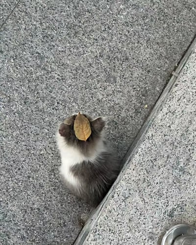 一只灰白相间的小猫咪正坐在灰色的花岗岩地面上，头顶恰好落着一片干枯的棕色树叶，形成了天然的“帽子”。猫咪背对着镜头，毛茸茸的背影显得格外乖巧，仿佛浑然不觉头顶的小装饰，画面充满治愈感和生活小确幸。