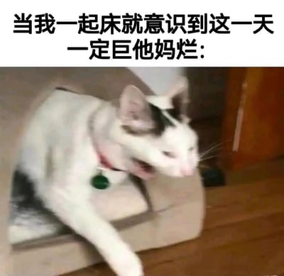 这是一张用来表达负面情绪的表情包，顶部配有直白的吐槽文字“当我一起床就意识到这一天一定巨他妈烂:”，下方是一只状态颓废的奶牛猫，它面部扭曲、张嘴露齿，半趴在猫窝边缘，烦躁崩溃的神态完美契合文字传递的情绪，精准地表现出人们在起床时就预感当天会诸事不顺的抗拒、烦躁与崩溃，用真实猫咪的状态来共情普通人对糟糕日子的吐槽，极易引发网友共鸣。