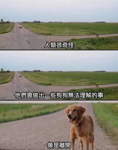 图片由三张乡村道路场景的照片拼接而成。第一张图中，一条笔直的乡村公路延伸至远方，尽头有一辆汽车，配文“人类很奇怪”；第二张图与第一张构图几乎一致，配文“他们会做出一些狗狗无法理解的事”；第三张图中，一只金毛犬站在道路中央，吐着舌头看向镜头，配文“像是离开”。整体通过狗狗的视角，幽默地表达了人类行为（如离别）在动物眼中的困惑与不解，画面温馨又带点治愈感。