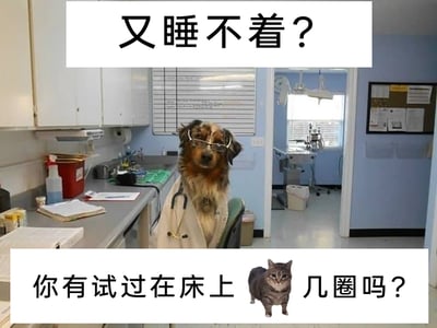 这是一张诙谐搞笑的P图合成梗图，画面核心是一只拟人化的狗狗：它戴着眼镜，身穿白大褂、挂着听诊器，坐在类似宠物医院的诊室里，模仿出专业医生的姿态。图的上方配有文字“又睡不着？”，下方配文“你有试过在床上 🐱 几圈吗？”，并搭配了一只猫咪的图案，玩的是猫咪睡前会在床上转圈的习性梗，用模仿动物行为的搞笑方式，给被失眠困扰的人提供一个无厘头的“解决办法”，整体用拟人化的动物和贴近日常的失眠话题制造笑点，风格轻松幽默。