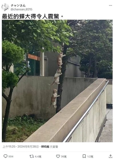 一张幽默摄影作品，展示了三只橘白相间的猫垂直排列攀爬在同一棵树上，形成一种视觉错觉，仿佛它们在追逐一个位于树顶的巨大物体。图片上方配有文字"最近的蝉大得令人震惊。"，通过猫咪们一本正经的攀爬姿态与夸张的文字描述形成反差萌，暗示树上有一只体型异常庞大的蝉吸引了猫咪们的注意。这种构图巧妙地利用了动物行为与文字描述的结合，创造出荒诞又有趣的画面效果。