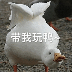 图片中是一只白色的鸭子，身体微微前倾，头部抬起，翅膀略微张开，表情看起来有些期待。图片中央有白色文字“带我玩鸭~”，利用“鸭”与“呀”的谐音，营造出可爱请求陪伴的氛围。整体画面生动有趣，适合用于表达想加入群体活动或寻求陪伴的心情。