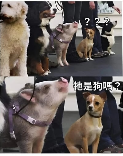 图片分为上下两部分。上半部分展示了一群狗和一只戴着紫色牵引绳的小猪，它们都抬头向上看，小猪旁边配有三个问号“??? ”，表现出群体的困惑。下半部分是特写镜头，聚焦于小猪和一只棕色小狗，小狗旁边的文字“牠是狗吗？”直接点出了核心笑点——小猪混入狗群引发的身份疑问，整体营造出幽默诙谐的氛围。