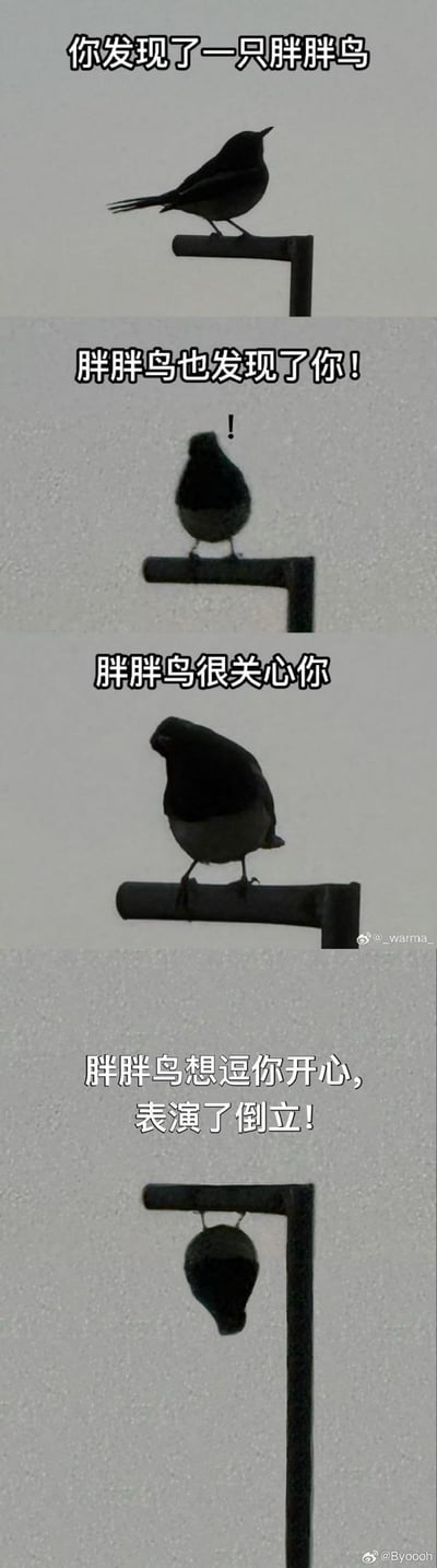 这是一张竖屏多图拼接的连环图文混排图，共四个 panels。每个 panel 都有一只黑色剪影的胖胖鸟站在横杆上，配合上方文字讲述暖心小故事：第一 panel 文字“你发现了一只胖胖鸟”，鸟正常站立；第二 panel“胖胖鸟也发现了你！”，鸟头部似有警觉状；第三 panel“胖胖鸟很关心你”，鸟歪头呈现关切姿态；第四 panel“胖胖鸟想逗你开心，表演了倒立！”，鸟倒挂在横杆上。整体风格可爱温馨，通过简单的图像和文字传递温暖治愈的情绪。