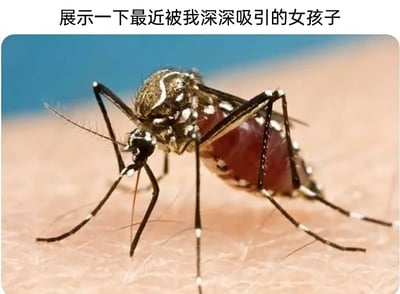 这是一张充满创意的搞笑梗图，图片上方配有文字“展示一下最近被我深深吸引的女孩子”，下方是一张实拍的蚊子吸血场景图：一只带有黑白花纹的蚊子正趴在人的皮肤上，它的腹部因吸满血液而膨胀，呈现出明显的暗红色。图中用“女孩子”做双关调侃，将总围绕着人、被人的血液吸引的蚊子戏称为“被我深深吸引的女孩子”，用这种反差感制造出幽默效果，精准吐槽了夏季被蚊子频繁叮咬的无奈又好笑的日常经历，容易引发有相同困扰的网友共鸣。