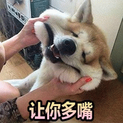 被捏住脸颊的柴犬：让你多嘴