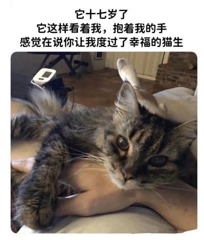 图片展示了一只十七岁的虎斑猫正抱着主人的手，抬头温柔地看着镜头。猫的眼神充满感情，似乎在表达对主人的感激。图片上方配有文字：'它十七岁了 它这样看着我，抱着我的手 感觉在说你让我度过了幸福的猫生'，传达出宠物与主人之间深厚的情感和猫的幸福生活。
