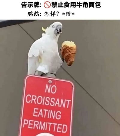 这张图片呈现了充满反差感的搞笑场景：一只葵花凤头鹦鹉站在一块红色的告示牌顶端，告示牌上用白色英文清晰标注着“NO CROISSANT EATING PERMITTED”，意为“禁止食用牛角面包”，但这只鹦鹉完全无视这条禁令，正用爪子抓着一个牛角面包啃食，它瞪眼的神态看起来带着一丝挑衅感。图片上方还配有中文文字，分别说明告示牌的禁令内容，并模拟鹦鹉的“台词”——“怎样？*瞪*”，进一步放大了这种公然违反规则的滑稽感，让整个画面充满趣味性，凸显出动物行为与人类规则之间的反差萌，十分引人发笑。