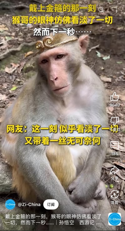 这是一张竖屏短视频的截图，画面主体是一只戴着模仿《西游记》孙悟空金箍道具的猕猴，它双手抱腿坐着，眼神落寞无奈，仿佛看淡一切。图中配文玩起了《西游记》的经典梗，将猕猴戏称为“猴哥”，配文“戴上金箍的那一刻，猴哥的眼神仿佛看淡了一切，然而下一秒……”制造出反差悬念，网友评论也呼应了猴子的神情，整体通过真实动物的神态与经典IP结合，打造出搞笑玩梗的趣味内容。