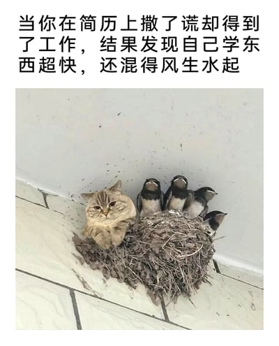 这是一张充满趣味的职场梗图，上方配有对应调侃文字，画面主体是经过P图合成的场景：一只表情淡定中带着一丝无奈的猫咪被融入燕子窝，和几只处于待哺状态的小燕子共处一室，猫咪双爪搭在窝边，身体半靠在窝里，姿态自然得仿佛本就属于这个“巢穴”。用猫咪混入鸟窝的违和又和谐的画面，类比简历造假入职的职场人——本不属于对应岗位的“群体”，却凭借快速学习能力成功融入甚至混得风生水起的有趣职场现象，充满幽默调侃意味，能引发职场人的共鸣。