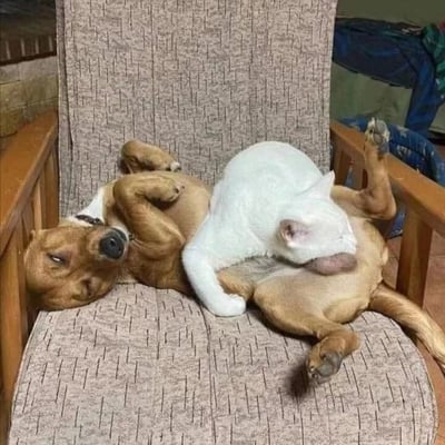 一张温馨的照片，展示了一只棕色的狗和一只白色的猫在椅子上相拥而睡的场景。棕色的狗仰卧着，四肢放松，眼睛紧闭，显得十分安详。白色的猫则蜷缩在狗的肚子上，头部埋在前爪中，姿态舒适。它们之间的互动展现了跨物种的友谊与信任，整个画面充满了温暖和治愈的氛围。
