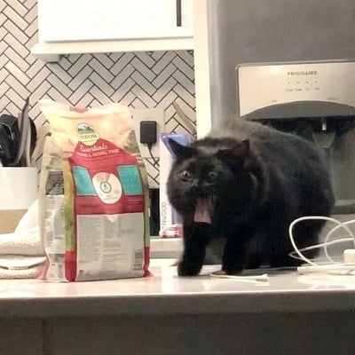 一只黑猫站在厨房台面上，正对着一袋猫粮，嘴巴张开，舌头伸出，眼睛瞪得很大，表情看起来非常激动或兴奋。背景中可以看到厨房的橱柜、电器和一些厨房用品。