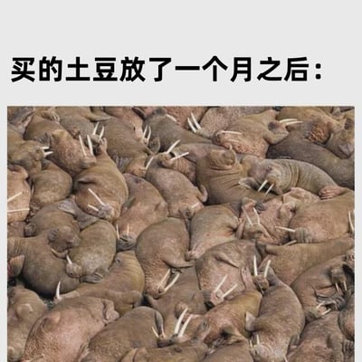 这是一张网络搞笑梗图，图片上半部分为浅灰色背景，配黑色文字“买的土豆放了一个月之后：”，下半部分是实拍的密集聚集的海象群，大量海象挤在一起堆叠，每只海象都露出标志性的白色长牙，创作者利用海象长牙密集分布的特点，幽默比喻存放一个月后长出大量新芽的土豆，产生搞笑的吐槽效果。