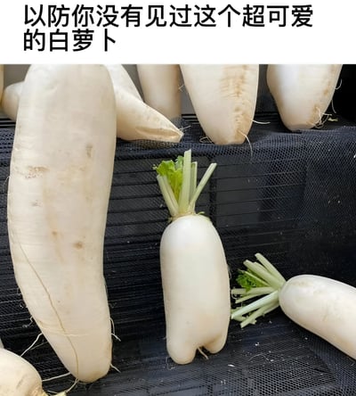图片上方有黑色文字'以防你没有见过这个超可爱的白萝卜'，下方是一张拍摄的白萝卜照片。照片中多个白萝卜放置在黑色网格背景上，其中一个体型较小、形状圆润的白萝卜位于中央，顶部带有绿色萝卜缨，显得格外可爱，周围环绕着体型较长的白萝卜，整体画面清新自然，突出白萝卜的可爱形态。