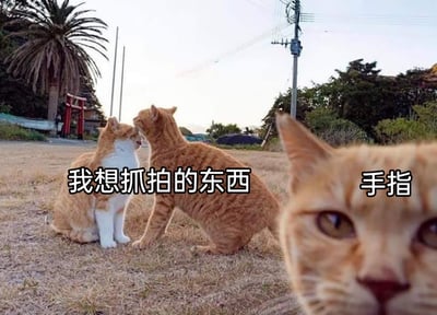 这是一张户外拍摄的宠物照片，背景是一片长着枯黄杂草的空地，远处可见棕榈树、日式红色鸟居以及电线杆，整体环境呈现出郊外的闲适感。画面中有三只橘色猫咪，左侧的白橘猫安静坐在地上，另一只橘猫凑到它面前，二者姿态亲昵，看起来像是在互动，这是拍摄者原本想要记录的温馨场景；然而画面右下角突然闯入一只橘猫的大半张脸，它直接凑到镜头前，打破了原本的构图。图片上配有文字标注，“我想抓拍的东西”对应互动的两只猫咪，“手指”对应抢镜的橘猫脸部，用幽默的方式类比了人们在拍摄美好画面时，突然被意外事物（类似手指挡镜头）打断的尴尬又好笑的经历，充满了生活化的趣味，容易引发有类似拍摄经历的网友共鸣。