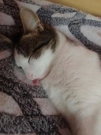 一只灰白色的猫咪正蜷缩在带有花纹的毛毯上熟睡，眼睛紧闭，小舌头微微伸出，显得格外可爱和放松。猫咪的耳朵自然竖起，身体舒展，整个画面传递出温馨治愈的氛围。