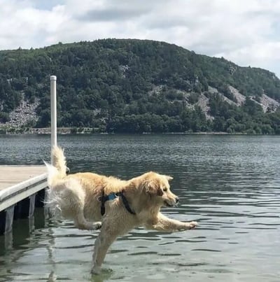 一只金毛犬正兴奋地从木制码头跳入清澈的湖水中，前爪已经触及水面，后腿还在码头边缘。背景是郁郁葱葱的山林和蓝天白云，展现了狗狗享受户外活动的欢乐瞬间。