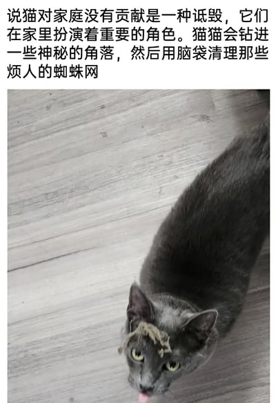 这是一张图文结合的搞笑萌宠图片，上方配文调侃式地为猫咪正名，称猫咪对家庭有贡献，会钻进角落用脑袋清理烦人的蜘蛛网；而图片中的灰色猫咪头顶沾满了蜘蛛网，趴在浅色木纹地板上，眼神懵懂，舌头微吐，看起来像是在清理蜘蛛网时把自己弄成了这副模样，配文和图片形成有趣的反差，凸显出猫咪的可爱与搞笑，展现了宠物日常的趣味瞬间。