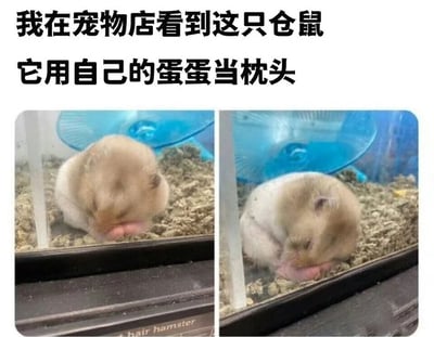图片上方有两行黑色文字：“我在宠物店看到这只仓鼠 它用自己的蛋蛋当枕头”。下方是两张并排的宠物笼内照片，主角是一只浅棕色仓鼠，它蜷缩在铺有垫料的笼子底部，眼睛紧闭，身体姿态看起来像是将自己的睾丸当作枕头枕着睡觉。背景中可见蓝色的仓鼠跑轮。整体画面幽默可爱，展现了小动物的有趣睡姿。